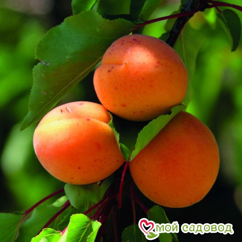 Абрикос Шедевр