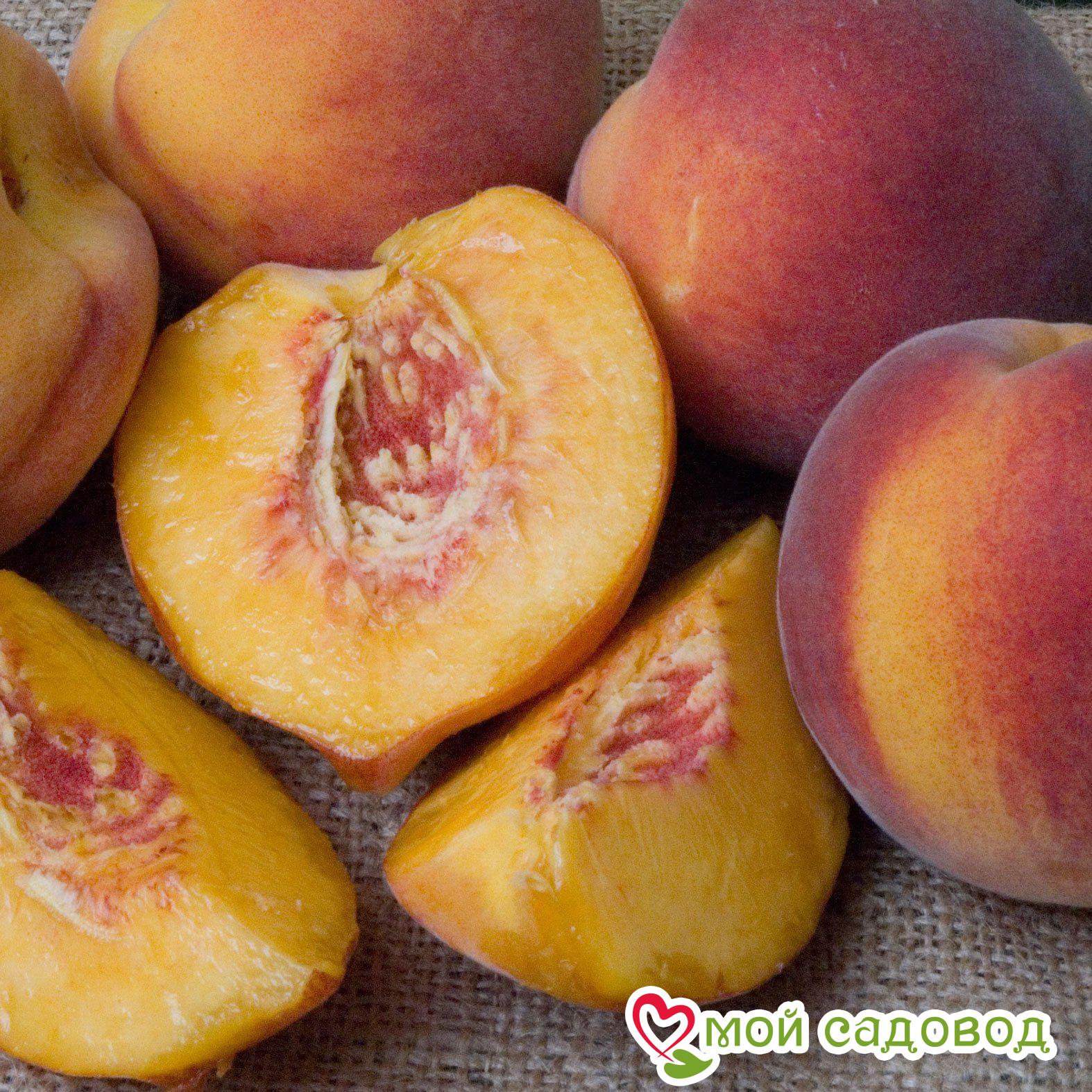 Персик Новоселковский