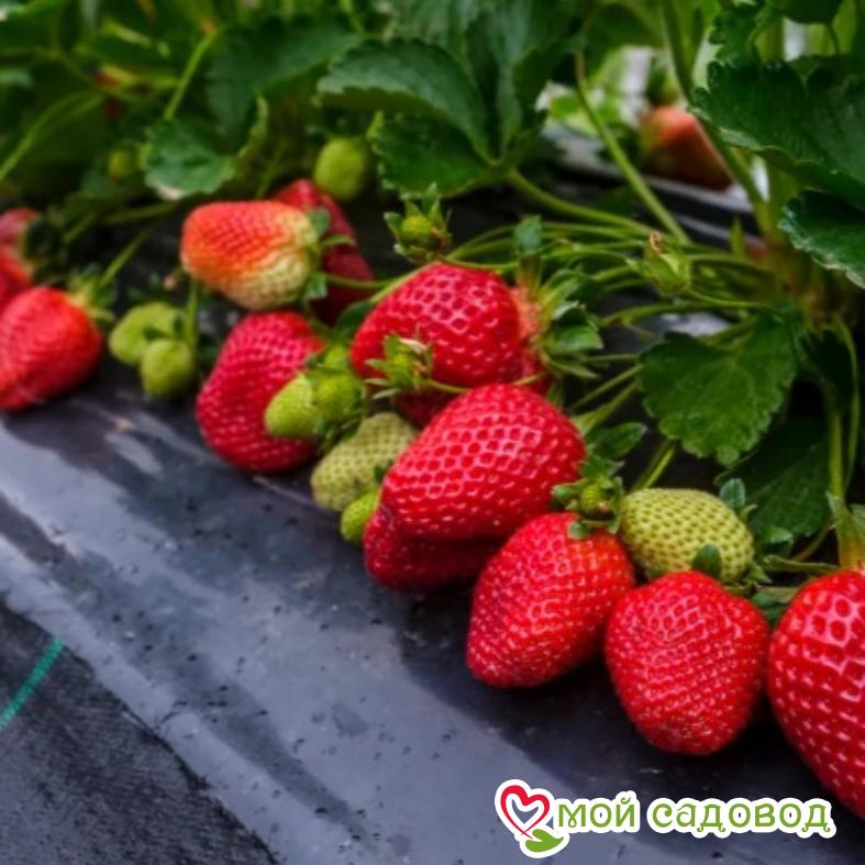 Клубника Филон