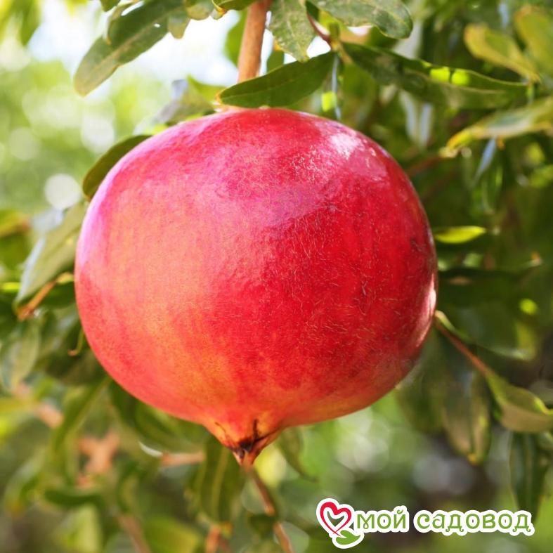 Гранат Ак Донна (морозостойкий)