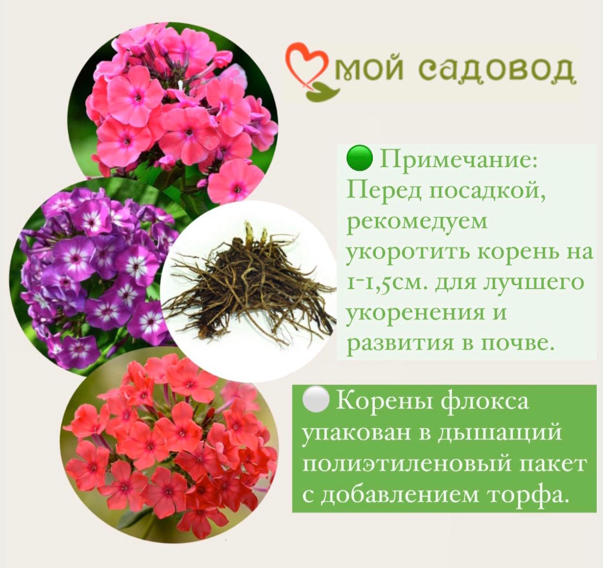 Флокс Оленька