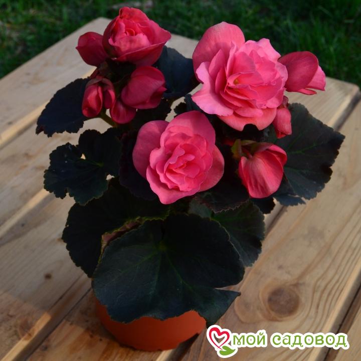 БЕГОНИЯ ДАБЛ ПИНК