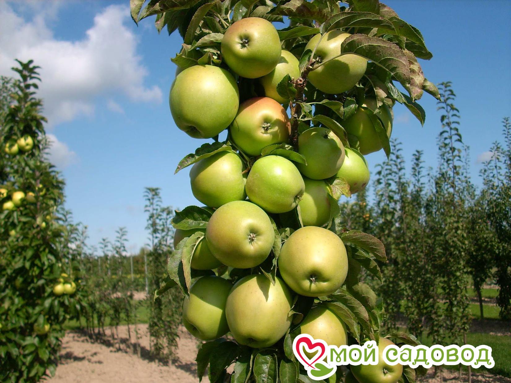 Яблоня колоновидная Янтарное ожерелье