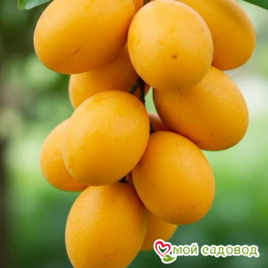 Абрикос Сансара